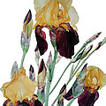 Watercolor of Tall Bearded Iris in Yellow and Maroon I call Iris Beethoven