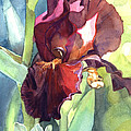 Watercolor of an Iris called Sultan's Palace