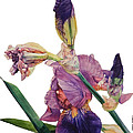 Watercolor of a Tall Bearded Iris in a Color Rhapsody