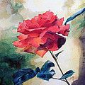 Watercolor of a Single Red Rose on a Branch