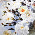 Watercolor of White Roses on a Branch Steering Towards the Light