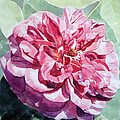 Watercolor of a Pink Rose in Full Bloom Dedicated to Van Gogh
