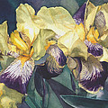 Watercolor of an Iris painted in yellow with purple veins