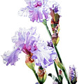 Watercolor of a Tall Bearded Iris I call Lilac Iris Wendi